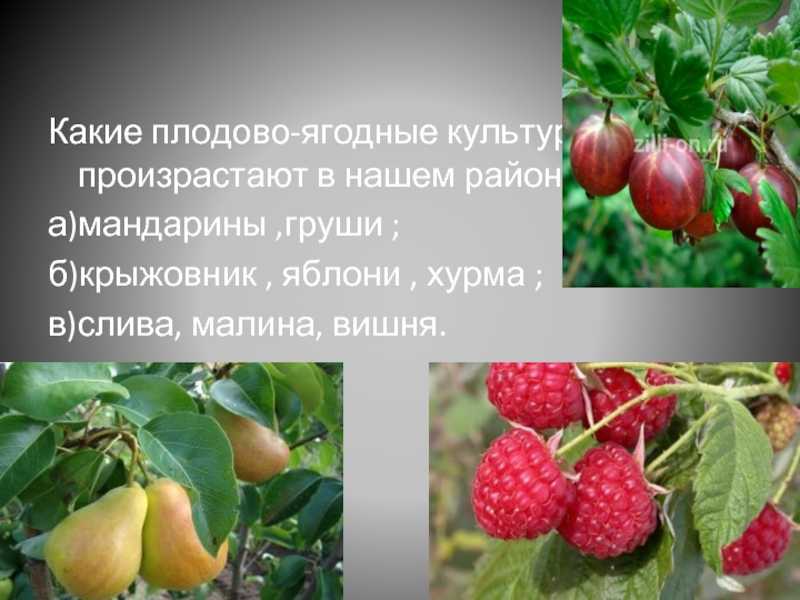 Урок 10. обрезка основных плодовых и ягодных культур