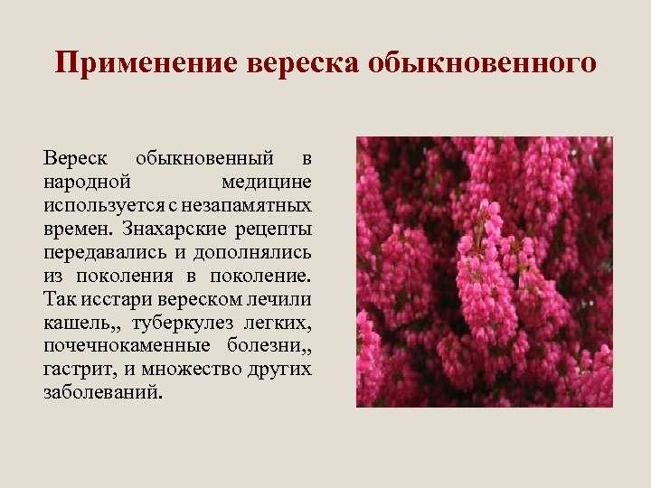 Вереск или эрика — что выбрать? виды и сорта. фото — ботаничка.ru