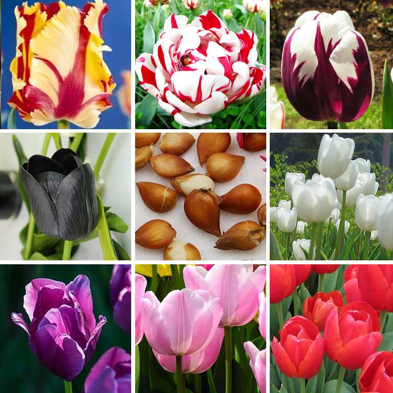Махровые тюльпаны ?: сорта с фото и названиями, поздние, ранние | qlumba.com