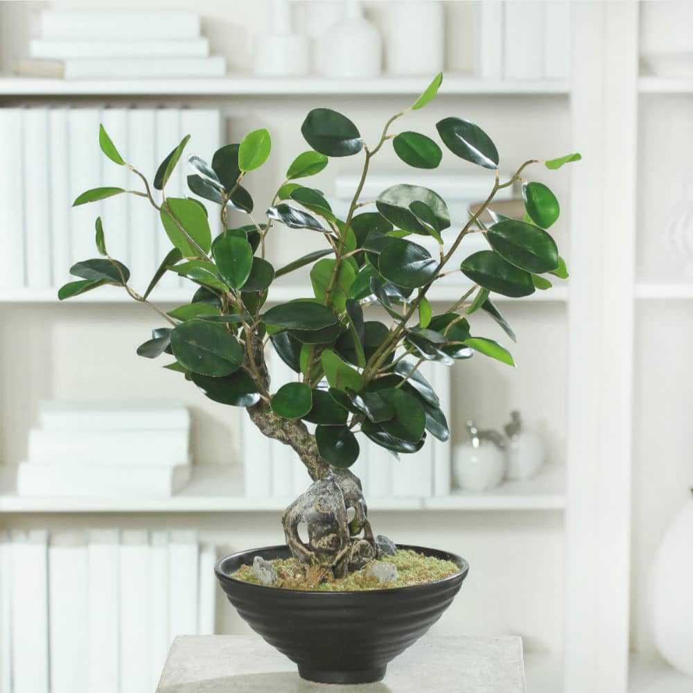 Экзотическое дерево — фикус микрокарпа гинсенг: можно ли успешно выращивать в домашних условиях? уход за фикусом гинсенг.