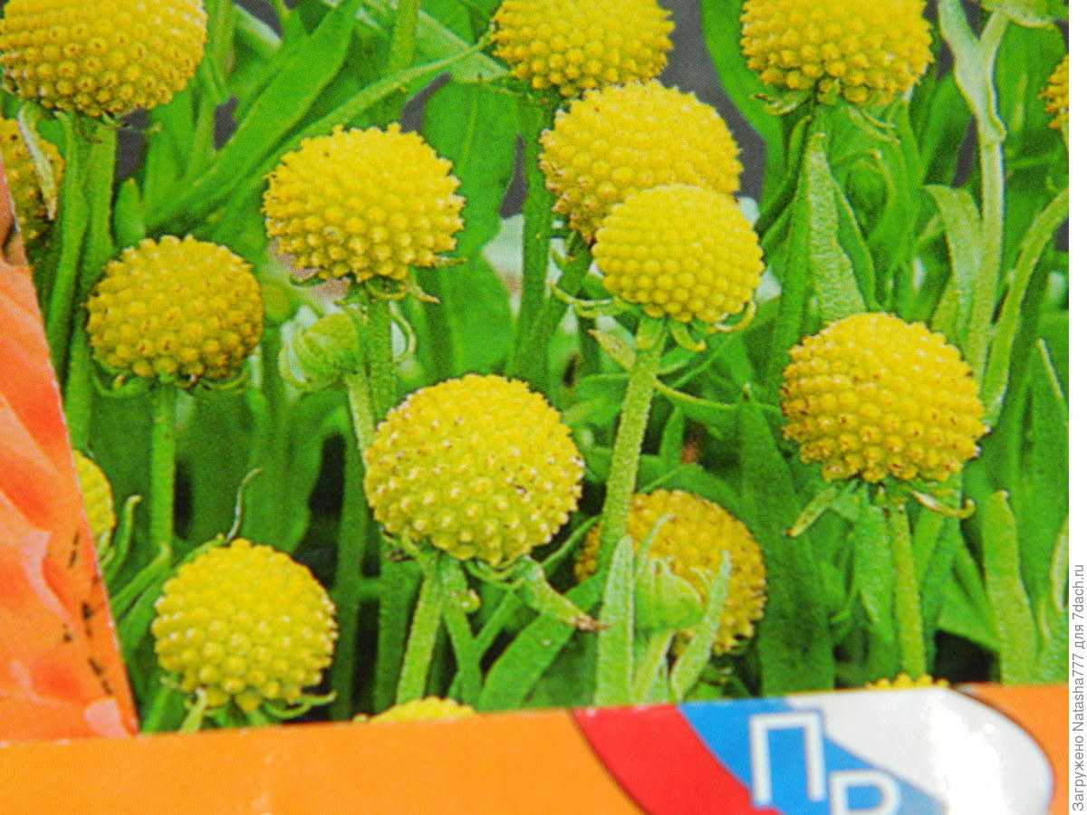 Идеальные шарики соцветий цефалофоры ароматной