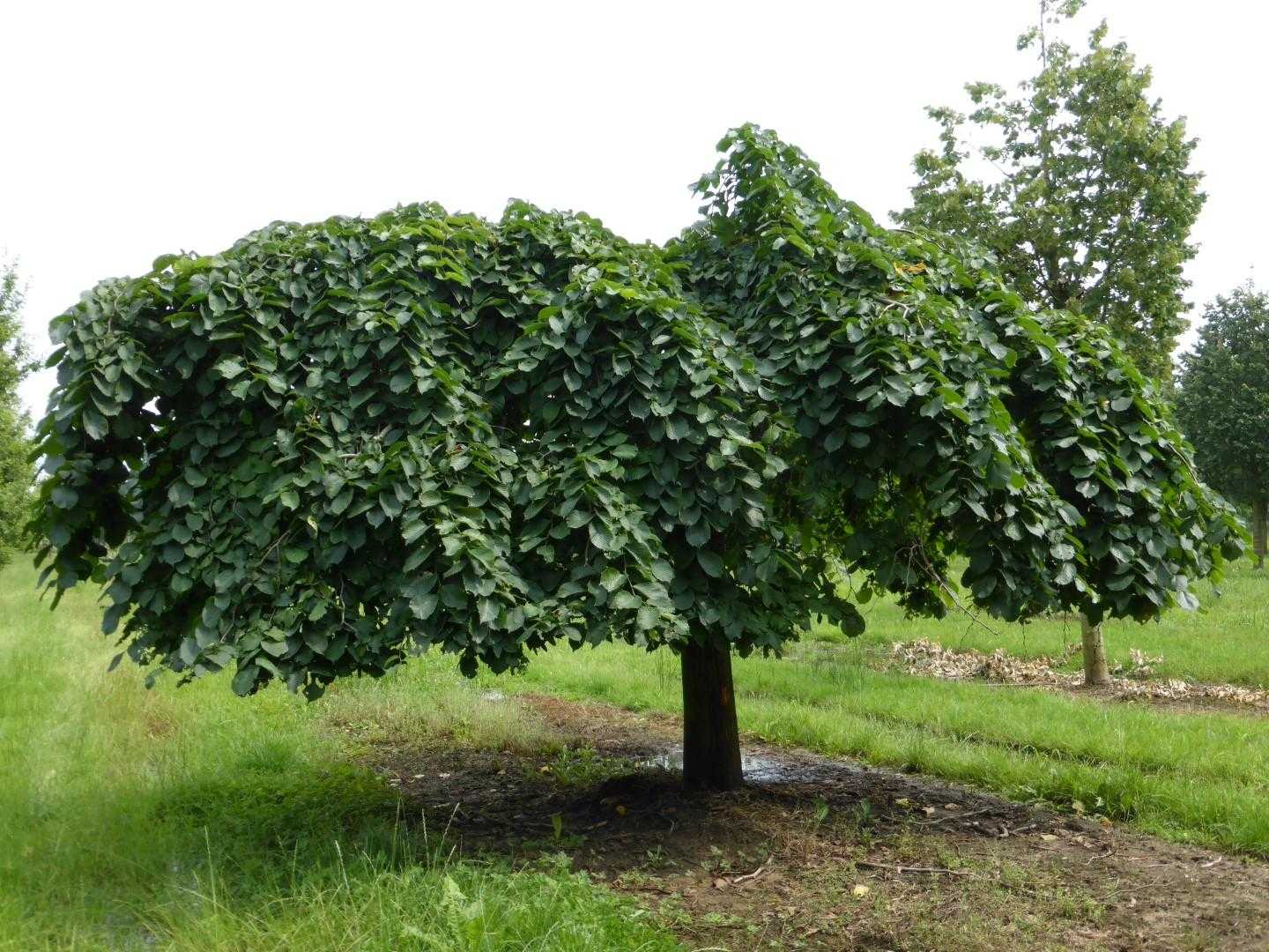 Дерево вяза википедия: описание, как выглядт его листья и плоды, разновидности и фото