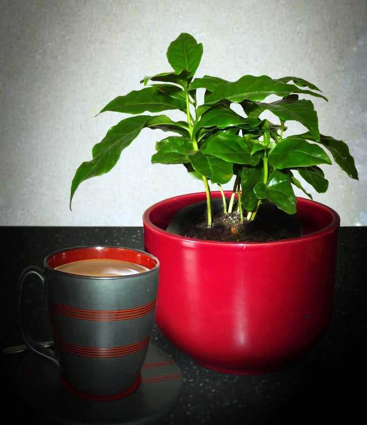 Кофейное дерево в домашних условиях: уход, болезни +отзывы
