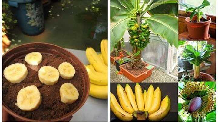 Вырастить банан из покупного банана. Банан из семян в домашних. Банан комнатный. Банановое дерево вырастить дома. Вырастить банан в домашних.