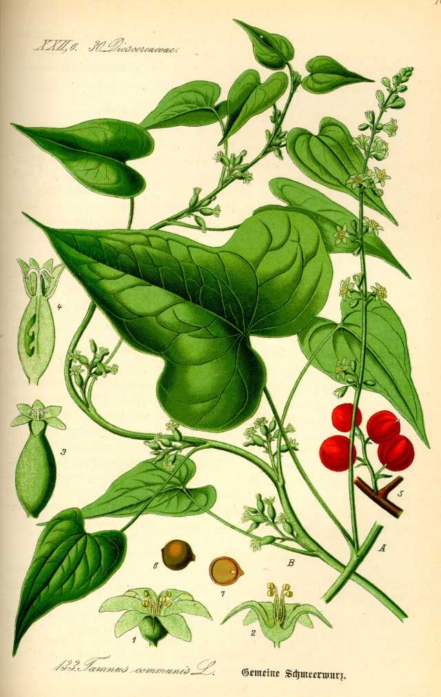 Диоскорея. выращивание и уход за травянистой лианой. кавказская и ниппонская разновидности диоскореи. лекарственные свойства диоскореи