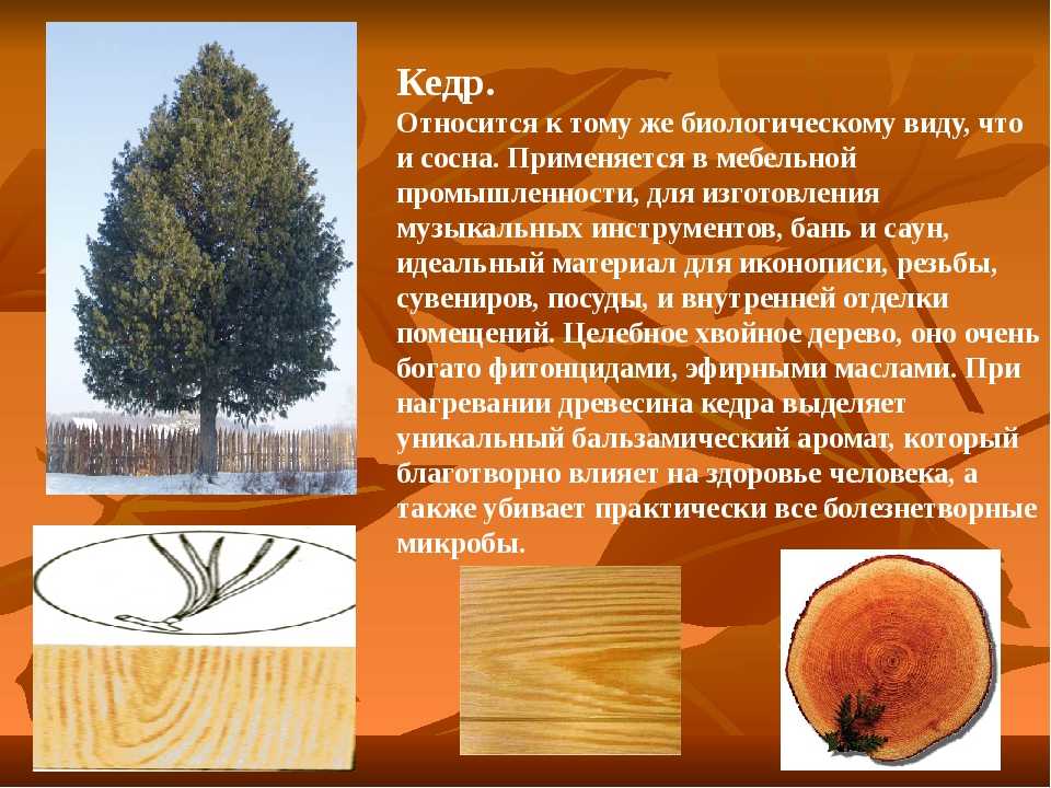 Древесина бука как материал: характеристики, особенности, плотность древесины | «букдуб» в санкт-петербурге