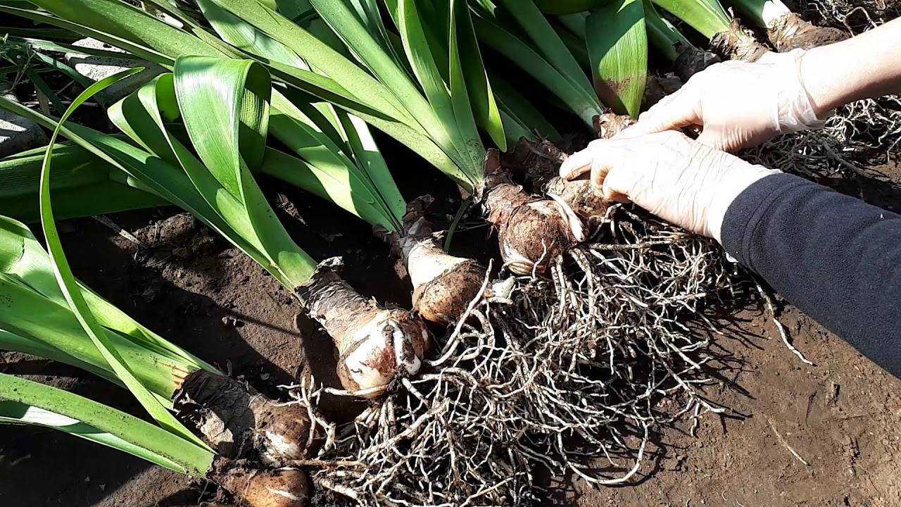Амариллис: уход зимой и советы, как правильно хранить луковицы русский фермер
