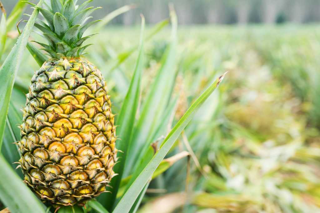 Как вырастить ананас в домашних условиях из верхушки пошагово: цветение и уход