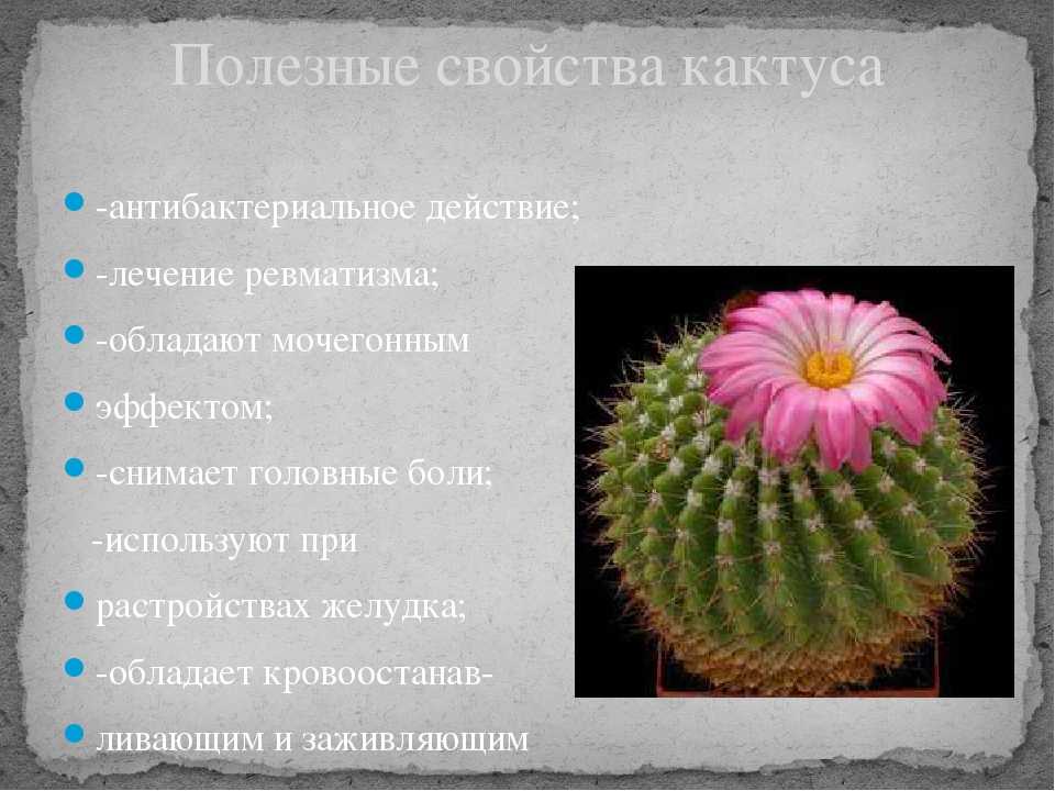Кактусы не растут ожоги грунт  вредители кактусы уход / кактусёнок.ру