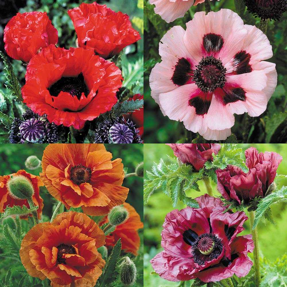 Цветок мак: уход и посадка, как цветут садовые сорта, как размножается растение