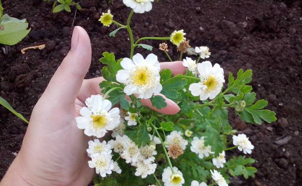 Цветок матрикария: посадка и уход в открытом грунте, фото, выращивание из семян