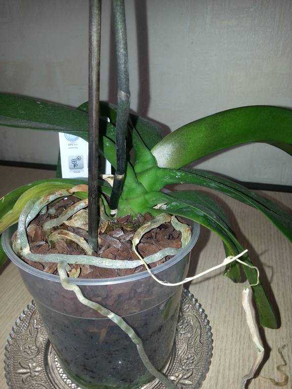 Почему у орхидеи потемнели листья: из-за чего это происходит и как помочь растению?