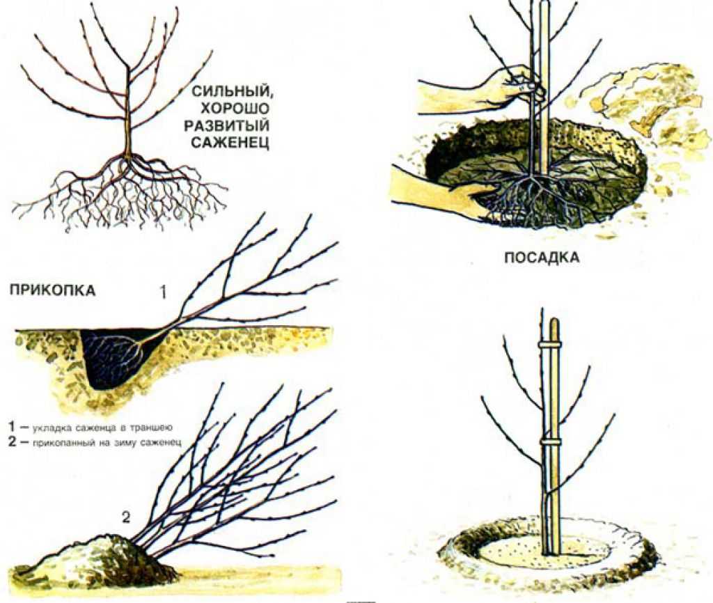 Посадка груши весной в подмосковье: сорта самоплодные и низкорослые, саженцы, агротехника - выращивание и уход
