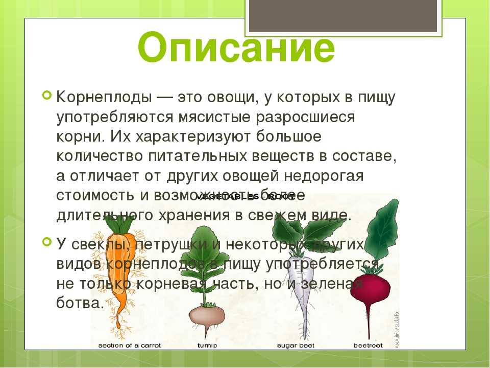 Корнеплоды: растения, виды, функции, уборка и хранение урожая