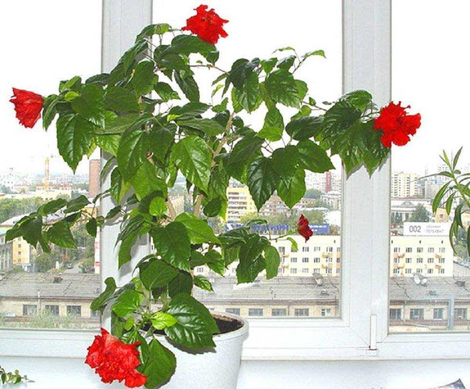 Гибискус - китайская роза. уход, размножение, виды и сорта.