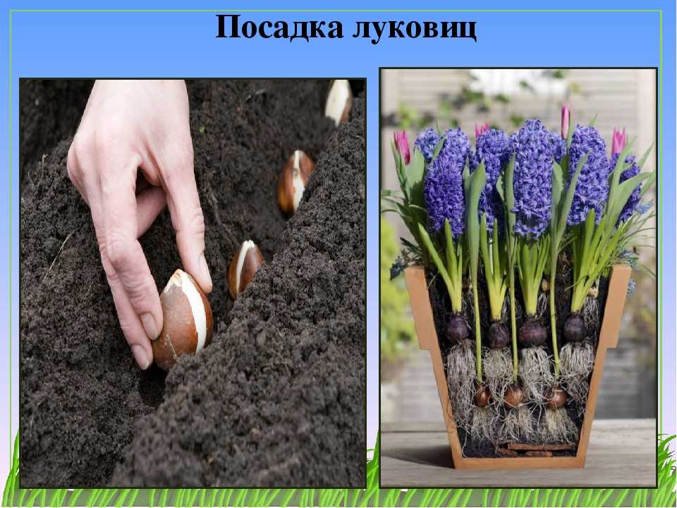Посадка тюльпанов в корзины, ящики и контейнеры для луковичных: как правильно сажать цветок осенью в открытый грунт