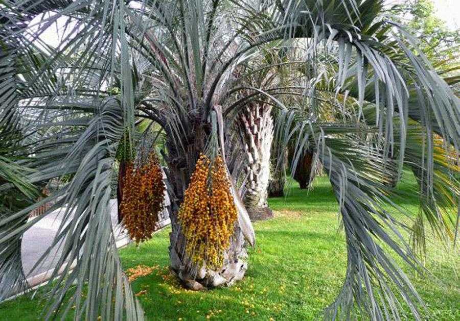 Пальма бутия: виды, выращивание и уход в домашних условиях