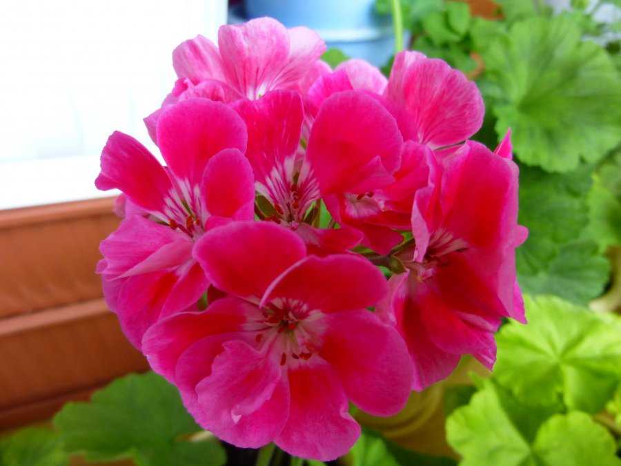 Внешнее описание пак вива розита пеларгония, советы по выращиванию и уходу. фото цветка
