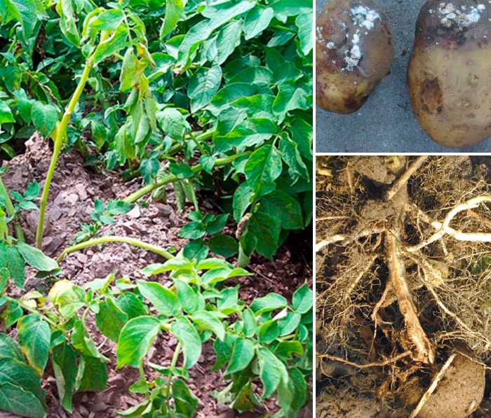 Самые распространенные болезни картофеля в татарстане – фото, описание — agroxxi