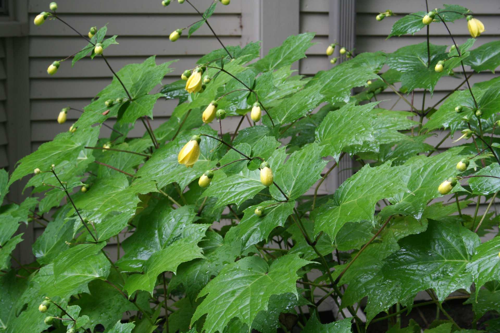Киренгешома – поздний цветок - сад 6 соток