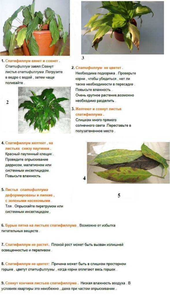 Калатея лансифолия: описание и характеристика растения, выращивание и уход в домашних условиях, фото