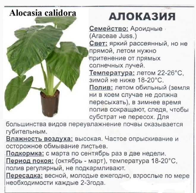 Алоказия — неимоверно эффектные листья в правильных условиях. виды и сорта. уход. фото — ботаничка.ru