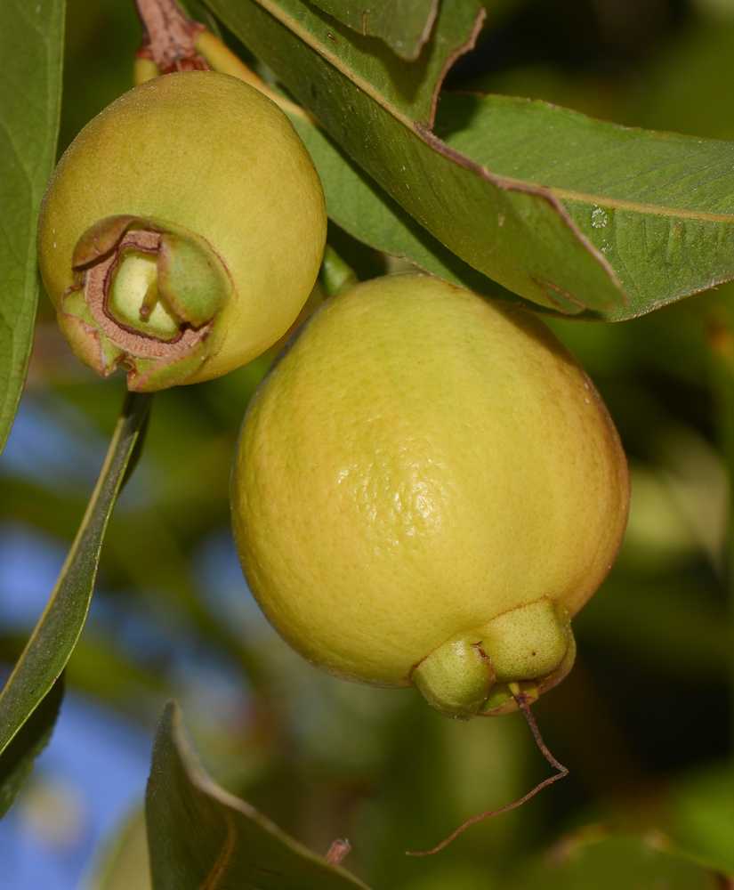 Розовое яблоко (чомпу) полезные свойства, калорийность, где растёт