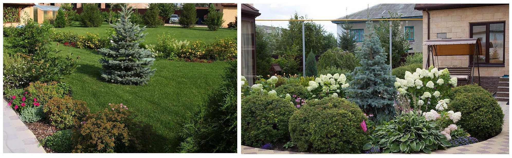 Хвойные кустарники — вечнозеленая красота для вашего сада