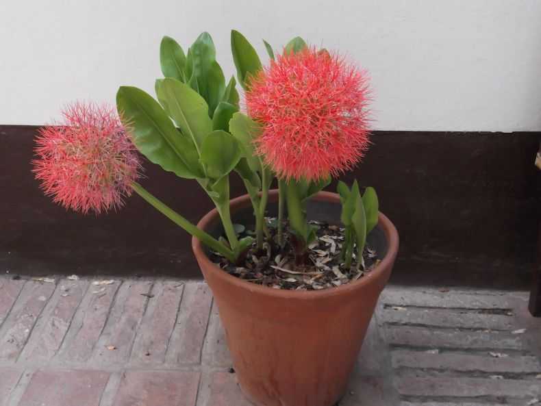 Цветок гемантус: уход и размножение в домашних условиях. фото растения