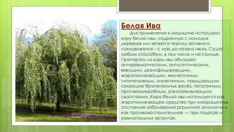 Ива: виды и тонкости выращивания | wikibotanika.ru