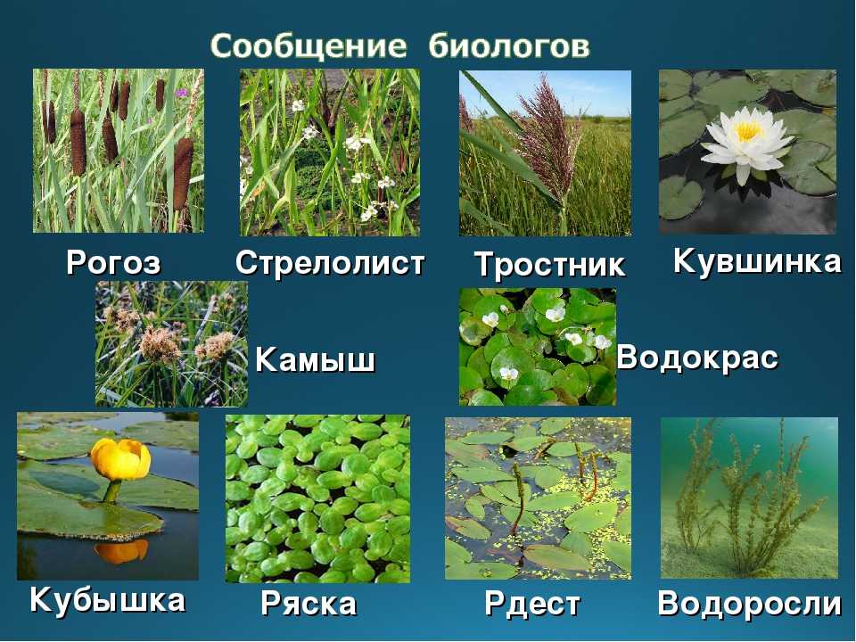 Растения водоемов: названия и описание самых распространенных с фото, в каких целях могут использоваться