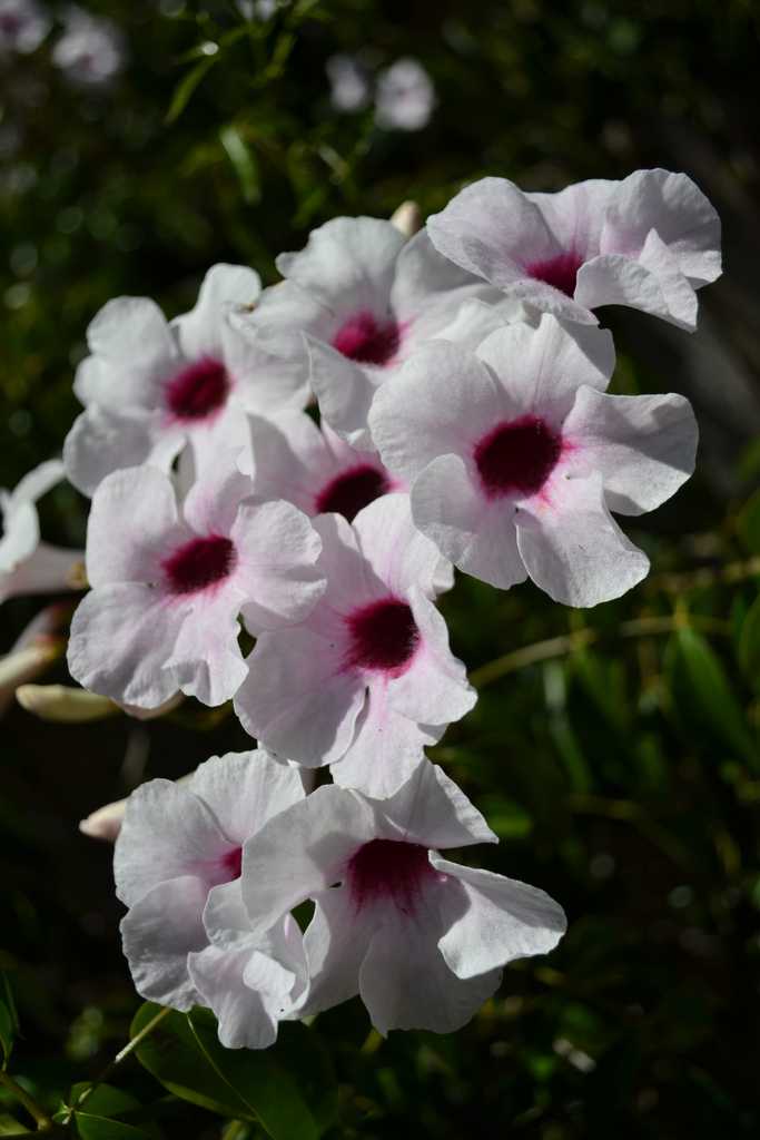 Пандорея - pandorea, уход в домашних условиях, фото цветка, размножение растения