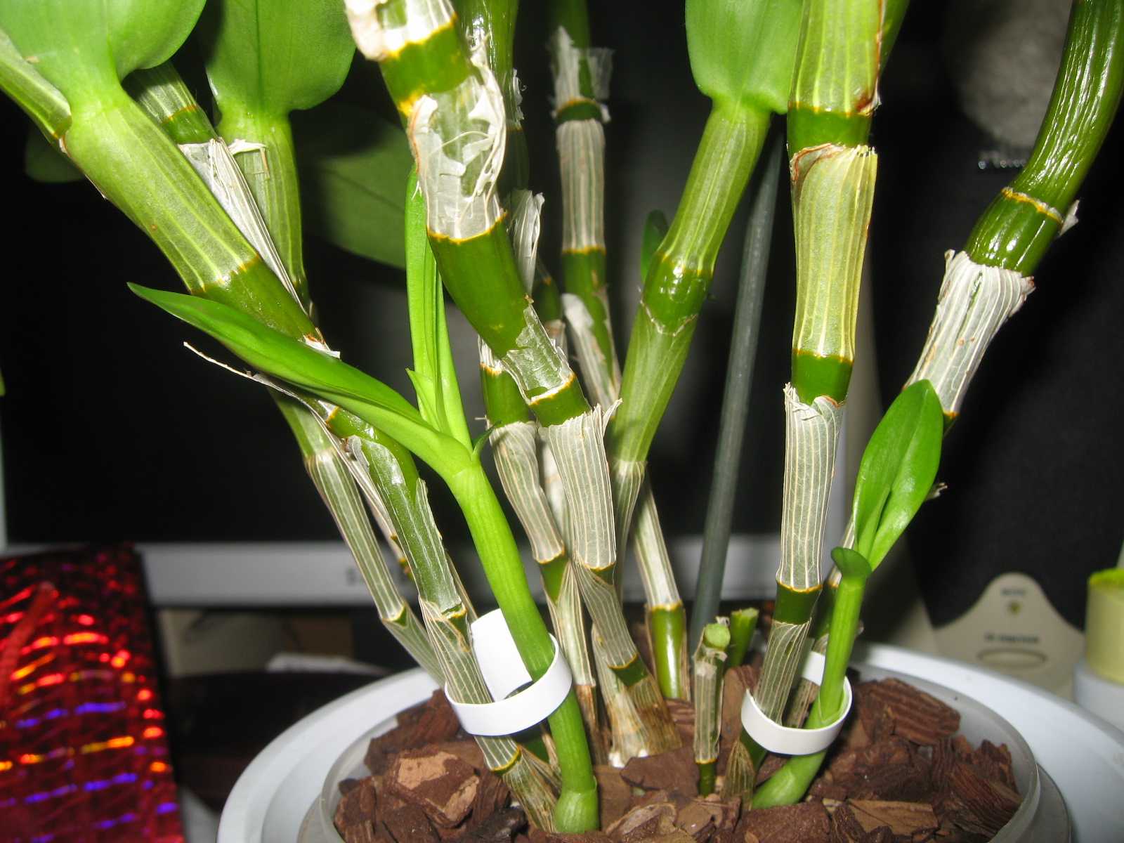 Орхидея дендробиум — уход и размножение в домашних условиях, фото