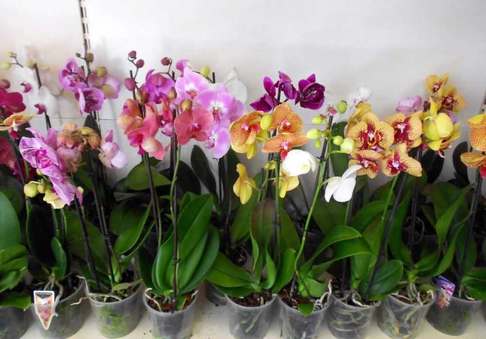 Вредители орхидеи фаленопсис: фото, описание и способы лечения, в том числе щитовка, мучнистый червец и тля, а также как обнаружить их на листьях?
