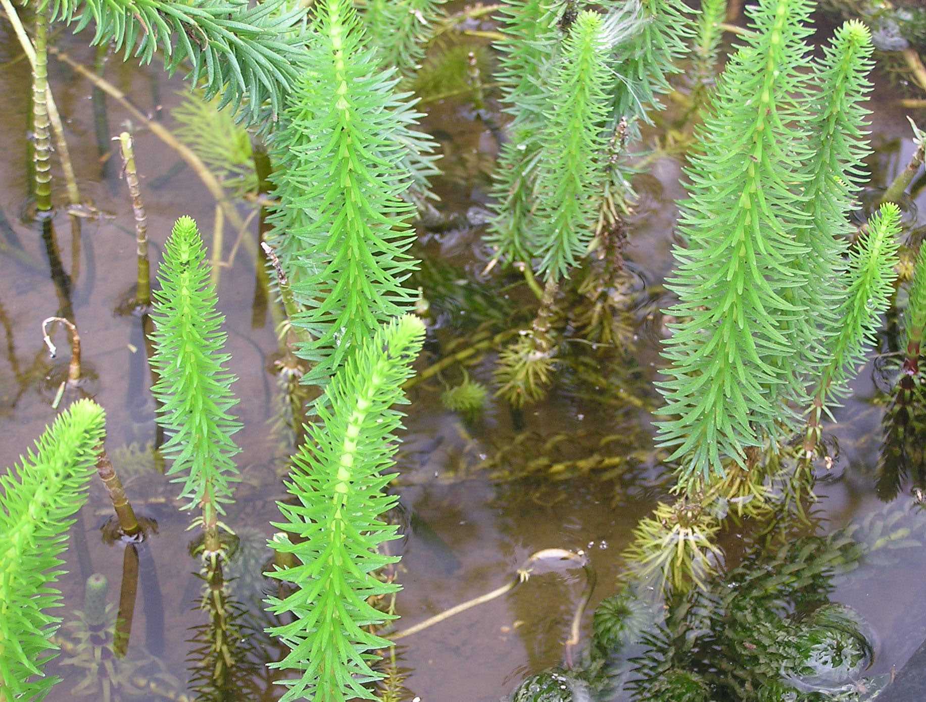 Водные растения для озеленения прудов экопарка. экопарк  z