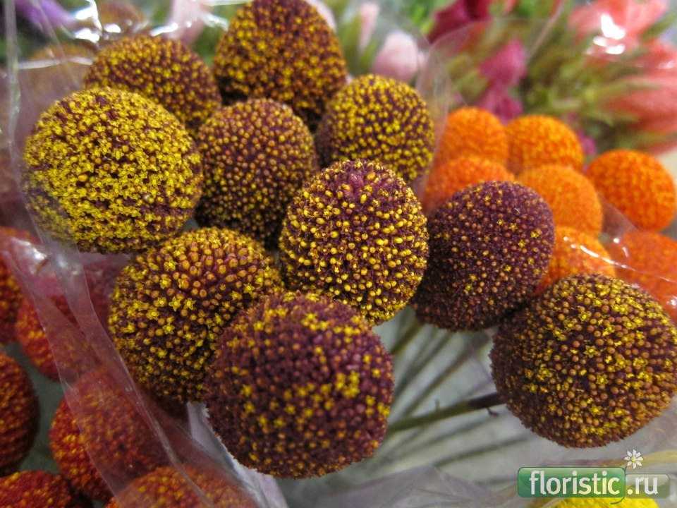 Краспедия выращивание из семян my-flowery.ru - все о цветах
