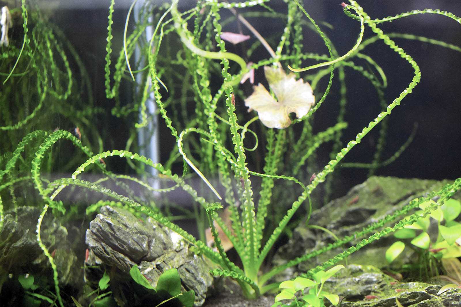 Кринум – красивое аквариумное растение