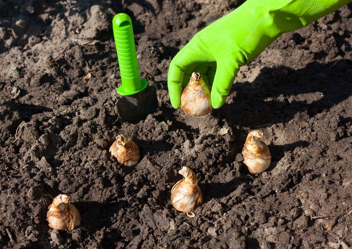 Нарциссы: когда можно выкапывать и высаживать луковицы – подробное руководство с фото [2019]