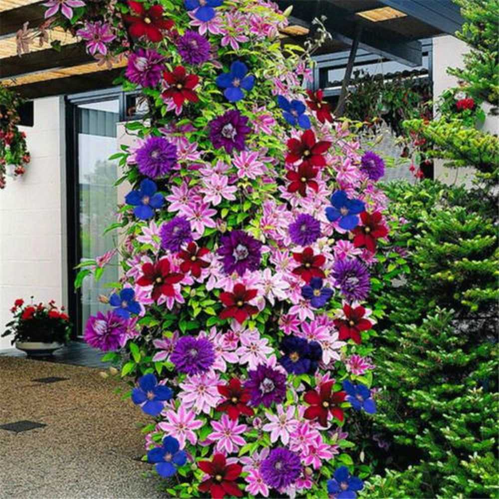 Вьющиеся растения для вертикального озеленения зданий - zefirka
