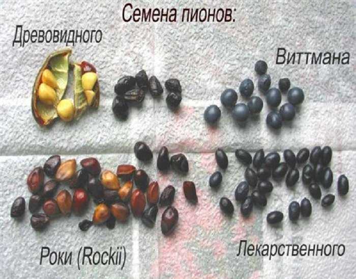 Семена пионов как вырастить - аграрный справочник
