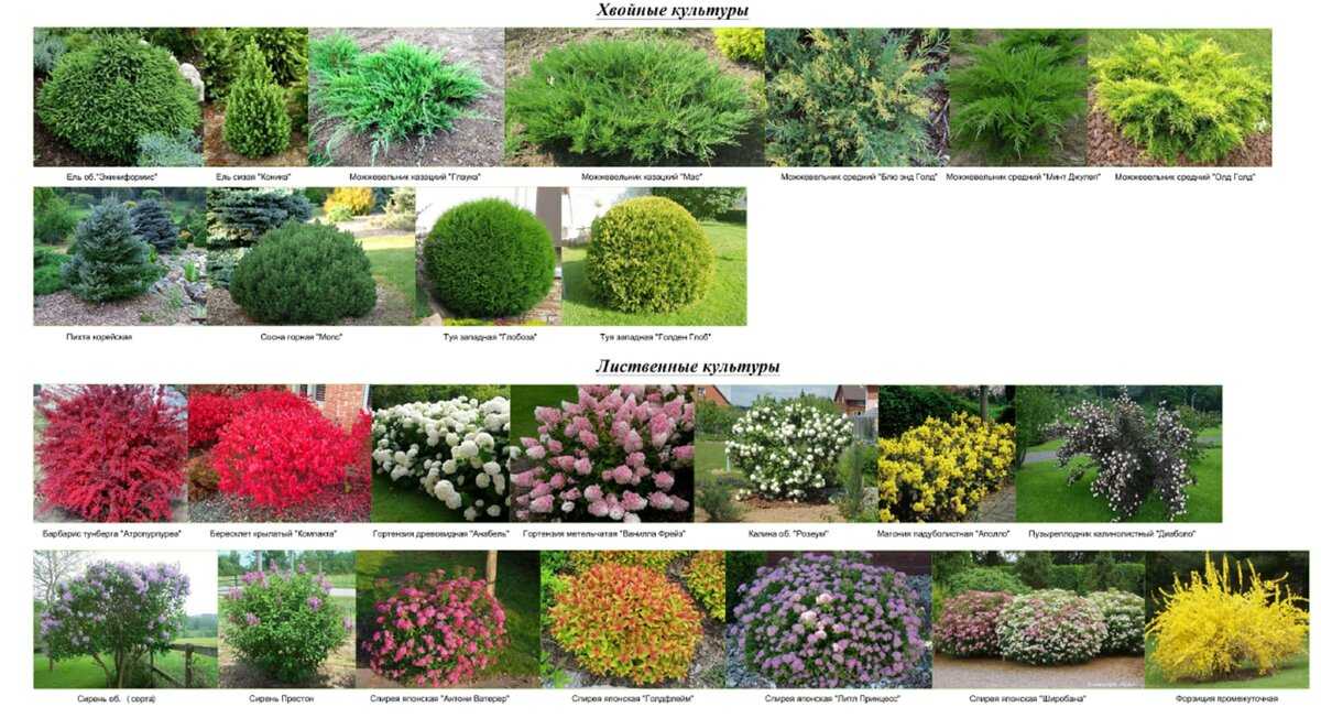 Вечнозеленые кустарники и растения: фото с названиями