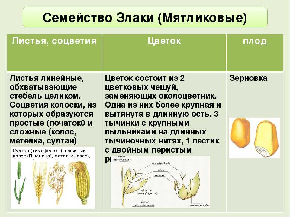 ᐉ семейство мятликовых (злаковых) растений: список, описание, роды и виды - roza-zanoza.ru