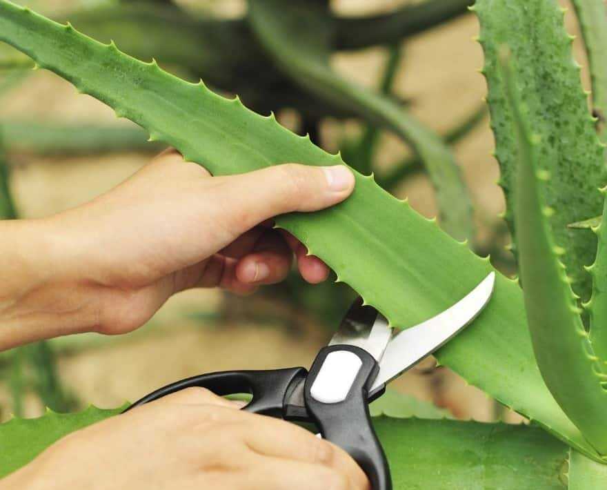 Лечебные свойства алоэ: как можно использовать листья цветка в домашних условиях, способы применения и польза, что лечит растение — рецепты полезных средств