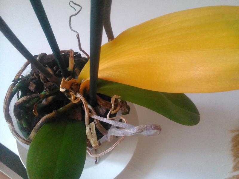 Желтеют листья у орхидеи: причины их устранение, что делать