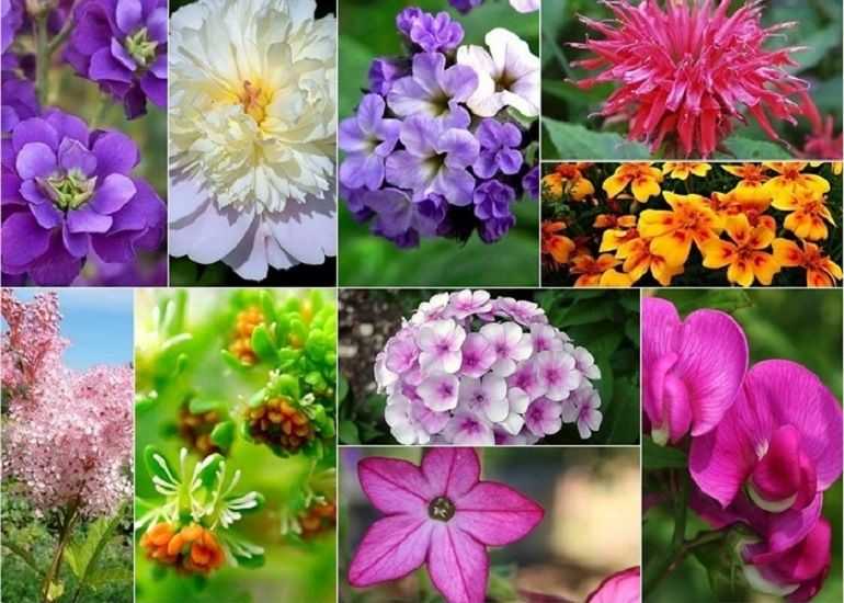 10 самых ароматных цветов :: инфониак