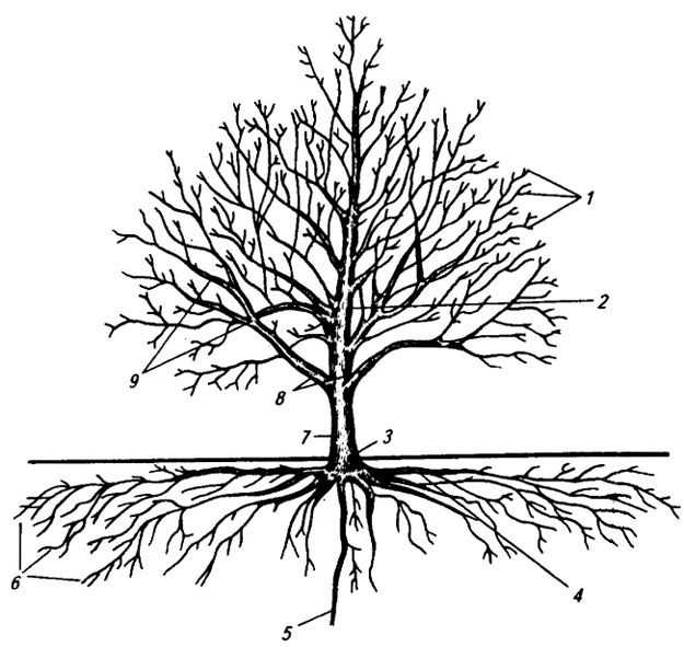 Клен гиннала: описание, посадка и уход за деревом