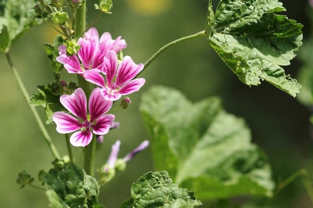 Как вырастить цветы мальвы в саду: популярные однолетние и многолетние сорта