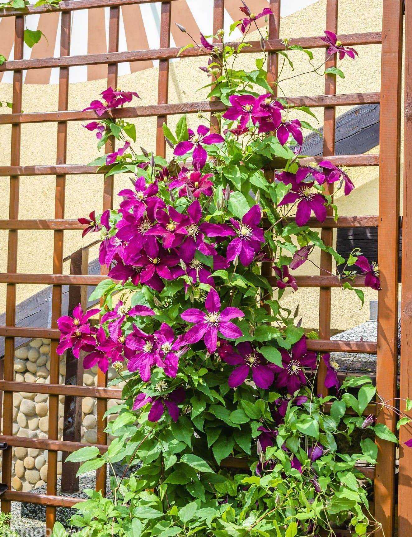 Вьющиеся цветы для балкона и быстрорастущие плетущиеся растения: ипомея, душистый горошек, клематис, какие можно посадить на солнечной стороне в горшке и их фото