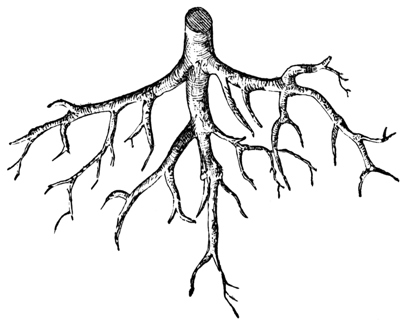 Корень растения как вегетативный орган: типы корней по происхождению, зоны и строение корня