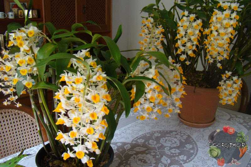 Описание и особенности орхидеи дендробиум нобиле